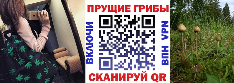 Псилоцибиновые грибы Cubensis  Константиновск 